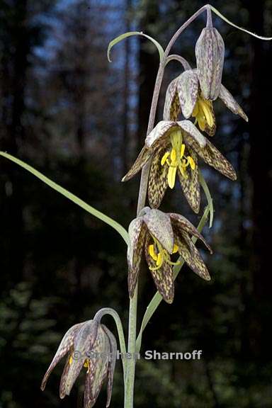 fritillaria micrantha 8 graphic